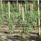 Acacia akáckaró, 22 mm x 22 mm x 150 cm