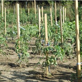 Acacia akáckaró, 22 mm x 22 mm x 150 cm Acacia akáckaró, 22 mm x 22 mm x 150 cm