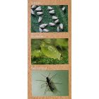 Biocont sárgalap, A4, 6 db/cs 