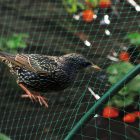 Birdnet madárháló, 2 x 10 m, 18 x 18 mm