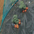 Birdnet madárháló, 2 x 10 m, 18 x 18 mm