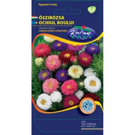 Őszirózsa vetőmag, amerikai bokros, színkeverék