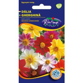 Egyszerű virágú dália vetőmag, színkeverék