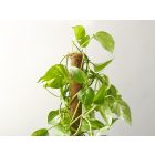 Tuteur coco termesztő karó