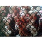 Poultrymesh B-92 műanyag baromfirács, 0,9, zöld