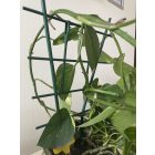 Echelle műanyag viráglétra, toldható, 37 cm