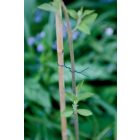 FP-FIX műanyaggal bevont drót, 50 m