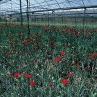 Növénytartó háló, 1,7 m x 20 m