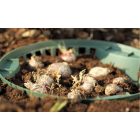 Virághagymatartó kosár