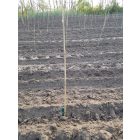 Bamboo bambusz termesztő karó, 180 cm x 12-14 mm