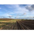 Bamboo bambusz termesztő karó, 180 cm x 12-14 mm