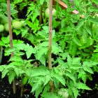 Bamboo bambusz termesztő karó, 180 cm x 12-14 mm