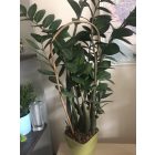 Bambusz karó, ívelt, 3 db