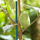 Split Bamboo növénytámasz, 40 cm