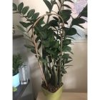 Bambusz karó, ívelt, 3 db