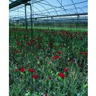 Trellinet PP (Sz-120/12) növénytartó háló 