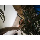 Kötöző zöld műanyag 35cm