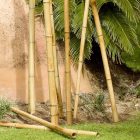 Növénytámasz, bambusz, 60 cm, 6-8 mm, 6db 