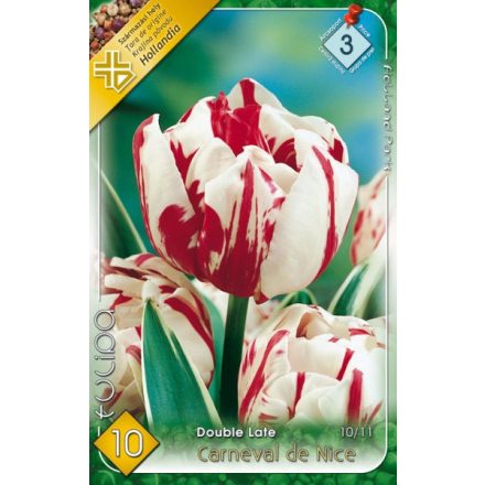 Carneval de Nice tulipán virághagyma, fehér-piros 