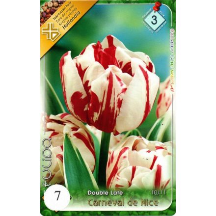 Carneval de Nice tulipán virághagyma, fehér-piros 