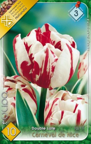 Carneval de Nice tulipán virághagyma, fehér-piros 