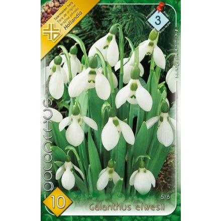 Galanthus elwesii pompás hóvirág virághagyma