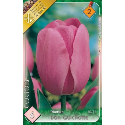 Don Quichotte tulipán virághagyma