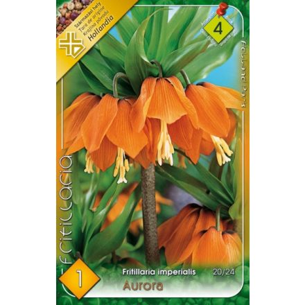 Aurora császárkorona (kockásliliom) virághagyma,  narancssárga