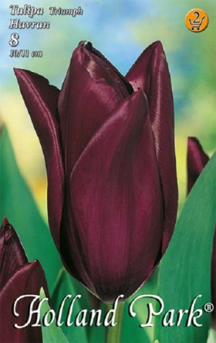 Havran tulipán, bordó 