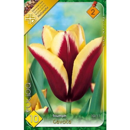 Gavota tulipán virághagyma