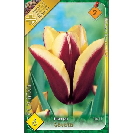 Gavota tulipán virághagyma