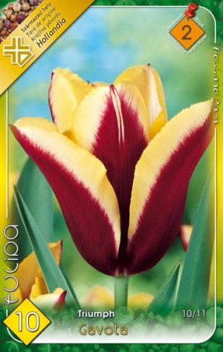 Gavota tulipán virághagyma, sárga-bordó  