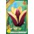 Gavota tulipán virághagyma