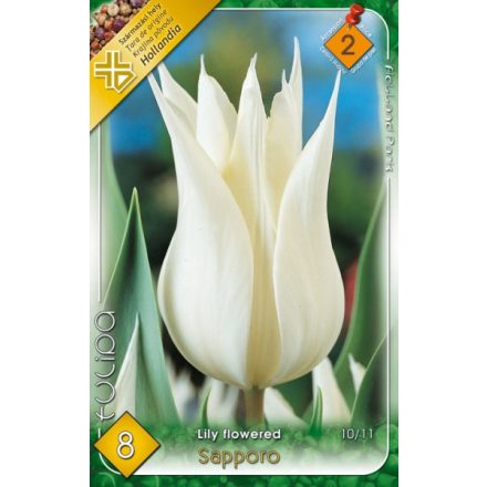 Sapporo tulipán virághagyma