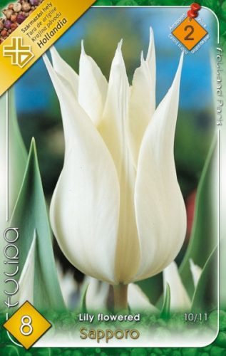 Sapporo tulipán virághagyma, fehér