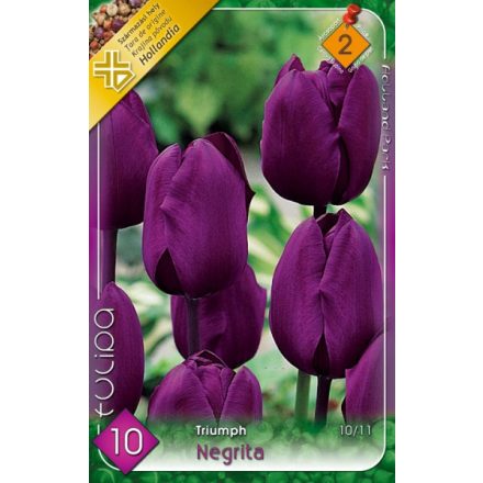 Negrita tulipán virághagyma