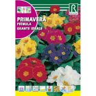 Kerti kankalin vetőmag, színkeverék