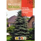 Ezüstfenyő vetőmag