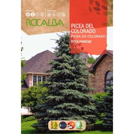 Ezüstfenyő vetőmag