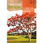 Pillangófa (tűzvirágfa) vetőmag