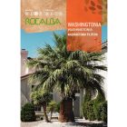 Washington pálma vetőmag