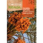 Datolya pálma vetőmag