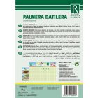 Datolya pálma vetőmag