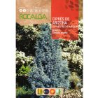 Ezüstös arizoniai ciprus vetőmag