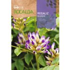 Édesgyökér vetőmag