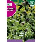 Édesgyökér vetőmag