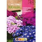 Kerti cinerária vetőmag