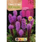 Liatris díszcsorba vetőmag