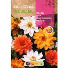 Mignon dália vetőmag