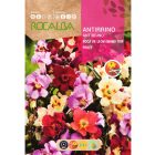 Oroszlánszáj vetőmag, alacsony, 2 g